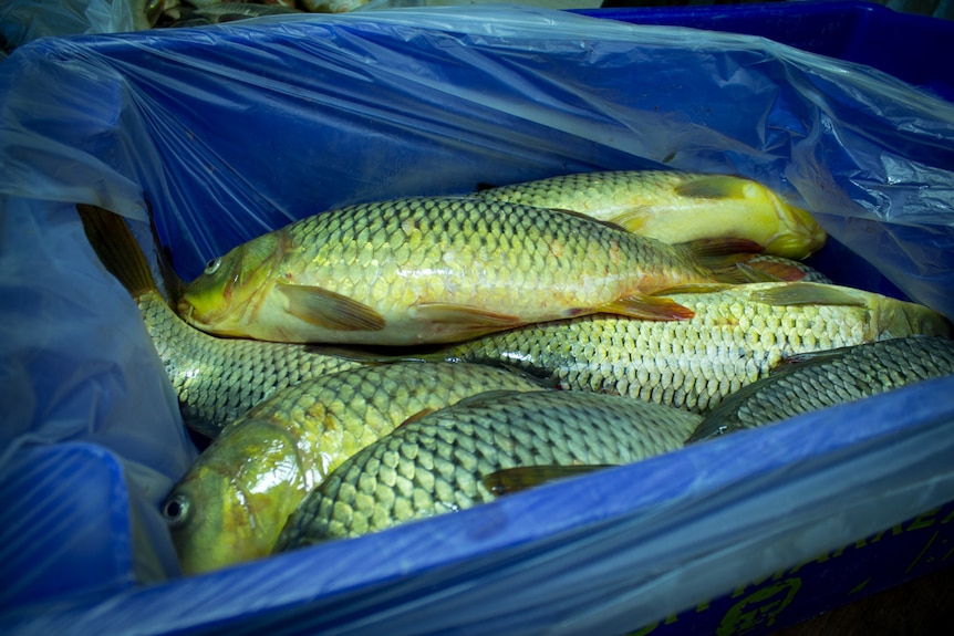 Carp packed in a blue crate.