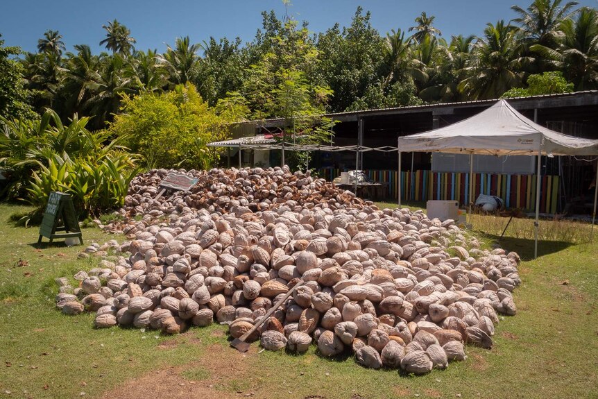 Coconuts at Cocos Farm.