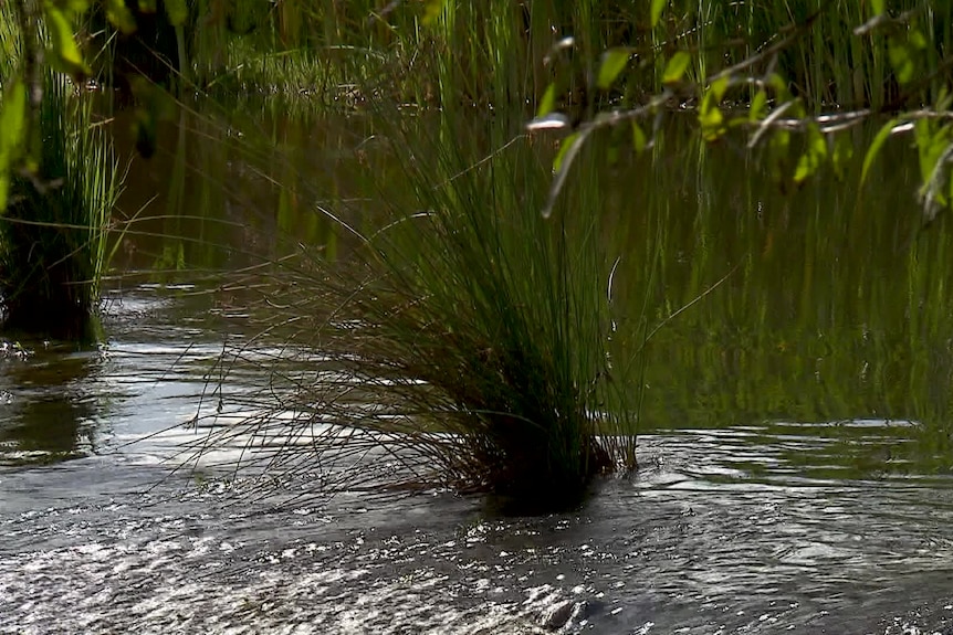 Photo of creek water with plants.