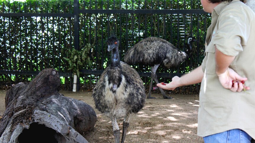 Jimmy the emu and his new female friend get used to sharing their enclosure.
