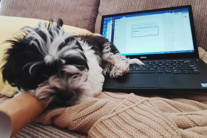 Peppa lays across the laptop keyboard to depict surviving the week with a new pet puppy.