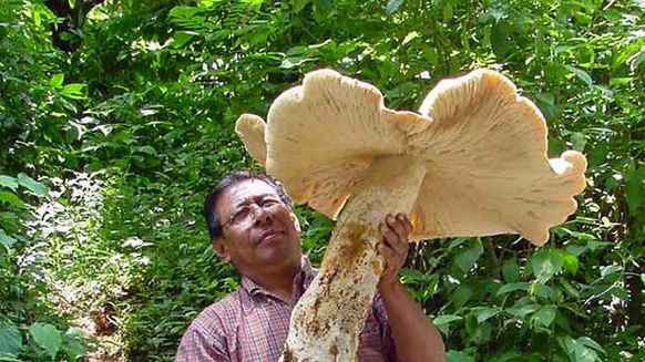 Magic mushroom: A local holds the giant fungus
