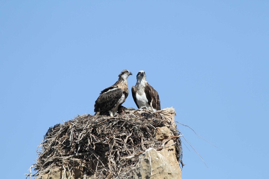 Pair of osprey nesting