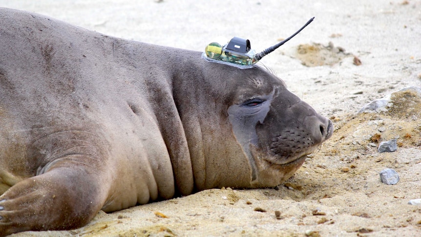 An elephant seal with a sensor glued to its head.