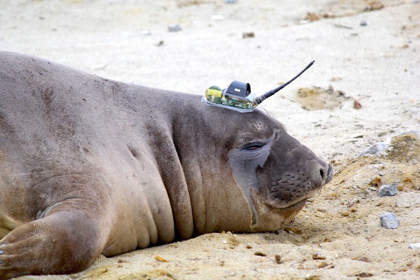 An elephant seal with a sensor glued to its head.