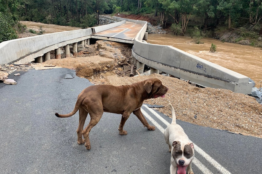 A bridge with a massive hole and two dogs