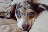 A dachshund puppy with long ears lies on a couch.