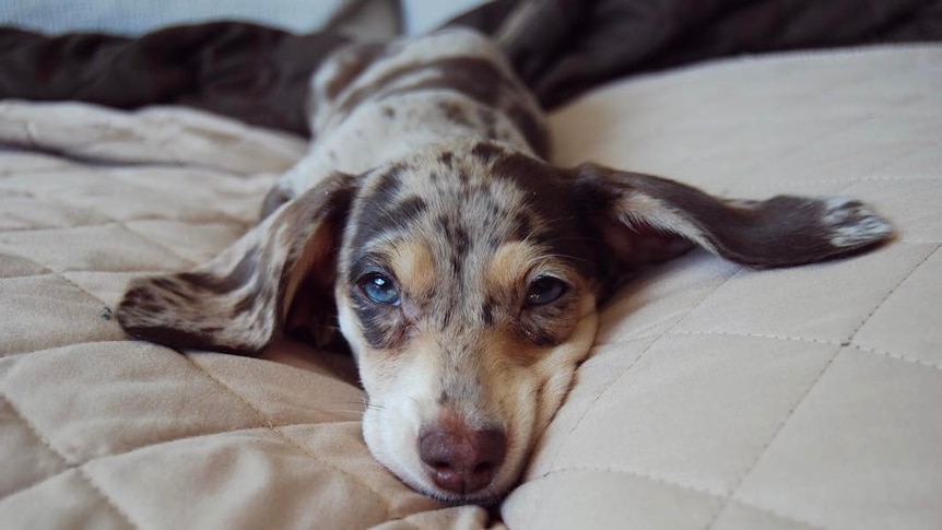 A dachshund puppy with long ears lies on a couch.