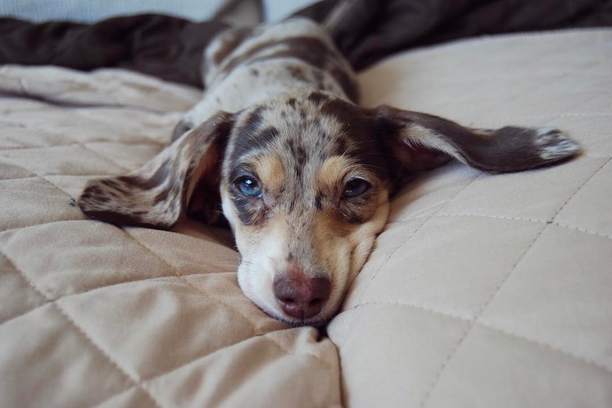 A dachshund puppy with long ears lies on a couch.