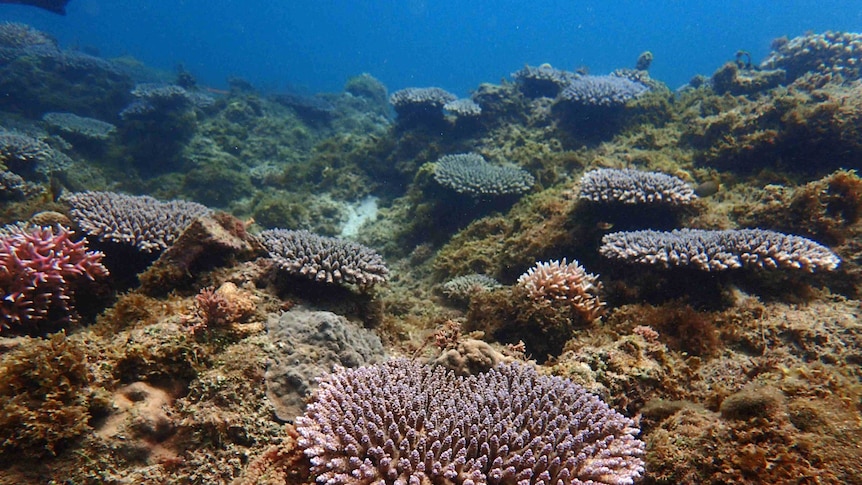 Coral growth after four years of the regrowth project on a reef in the Philippines that was damaged by blast fishing.