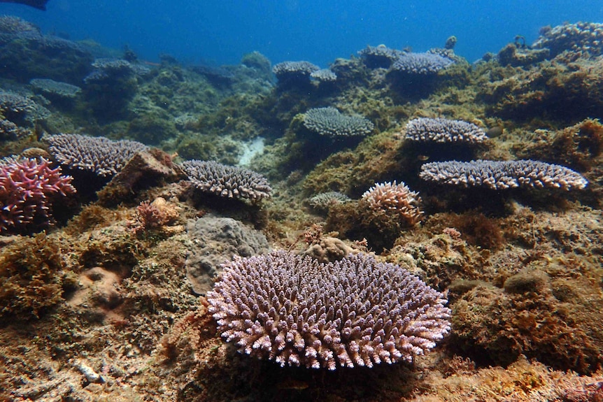 Coral growth after four years of the regrowth project on a reef in the Philippines that was damaged by blast fishing.