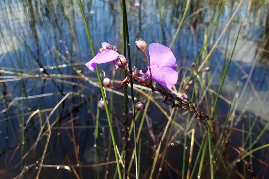A beautiful purple flower is attached to a twining stem, and sits above a body of water