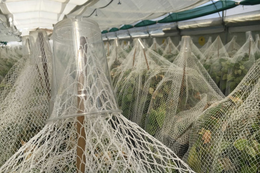 A close-up of the cups on top of the nets.