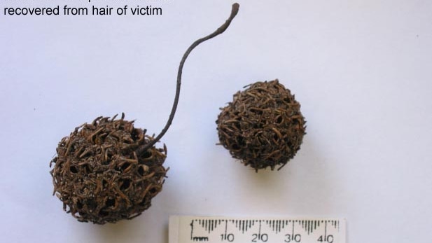 Liquidambar pods recovered from Corryn Rayney's body court exhibit