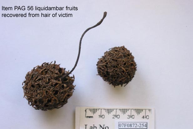 Liquidambar pods recovered from Corryn Rayney's body court exhibit 9 August 2012