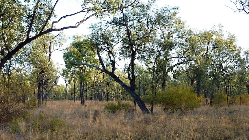 Silver-leafed ironbark woodland in the Bimblebox Nature Refuge in central-west Qld
