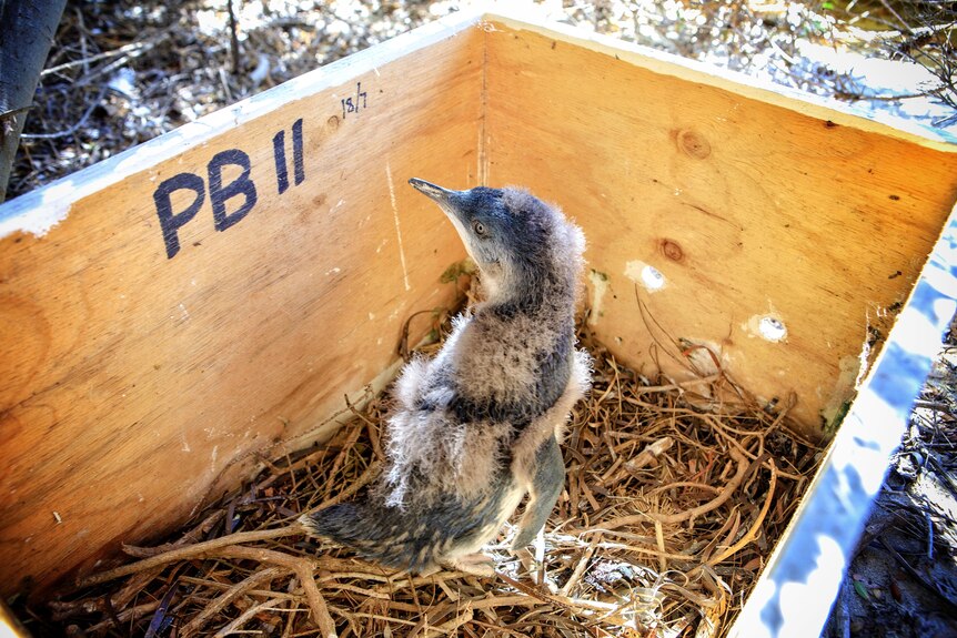 A penguin with some feathers missing in a wooden nesting box.