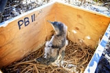 A penguin with some feathers missing in a wooden nesting box.