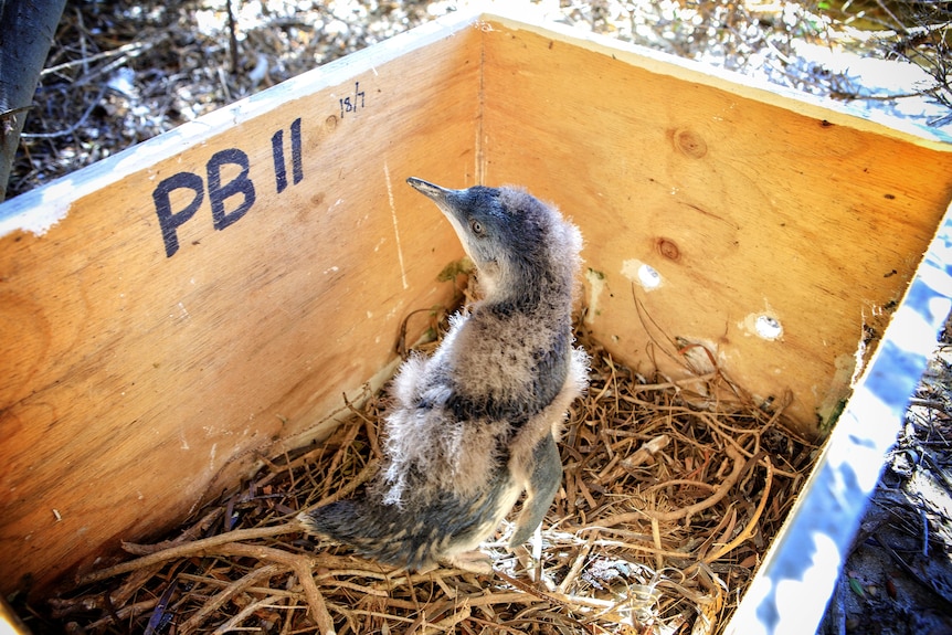 A penguin with some feathers missing in a wooden nesting box.