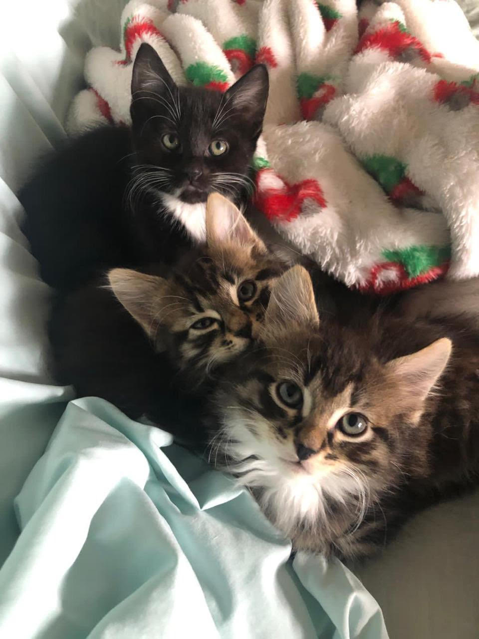 Holly Creenaune and Randi Irwin's foster kittens Elton, Cannondale, and Malika.