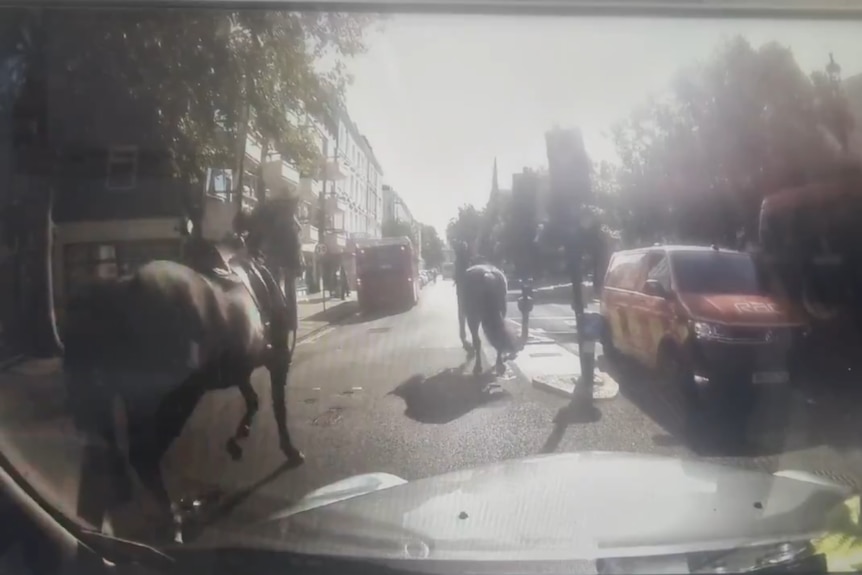 Two horses run in front of a black cab down a street 