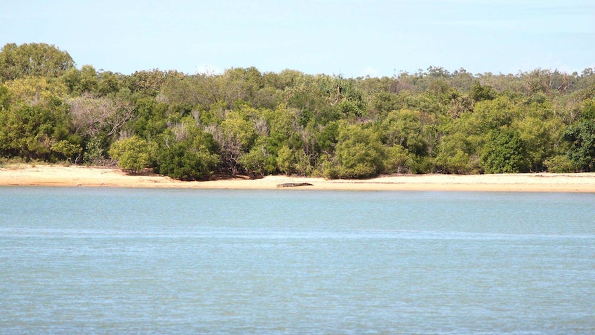 Long distance shot of large crocodile laying on beach