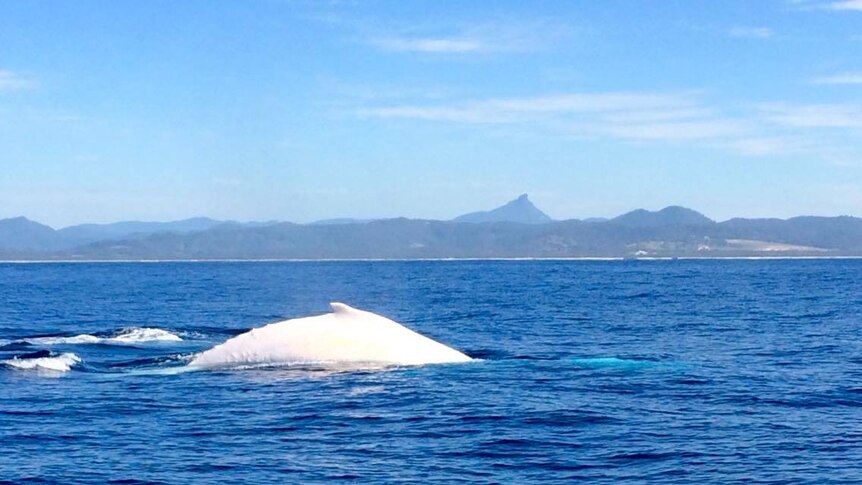White whale hump above the water