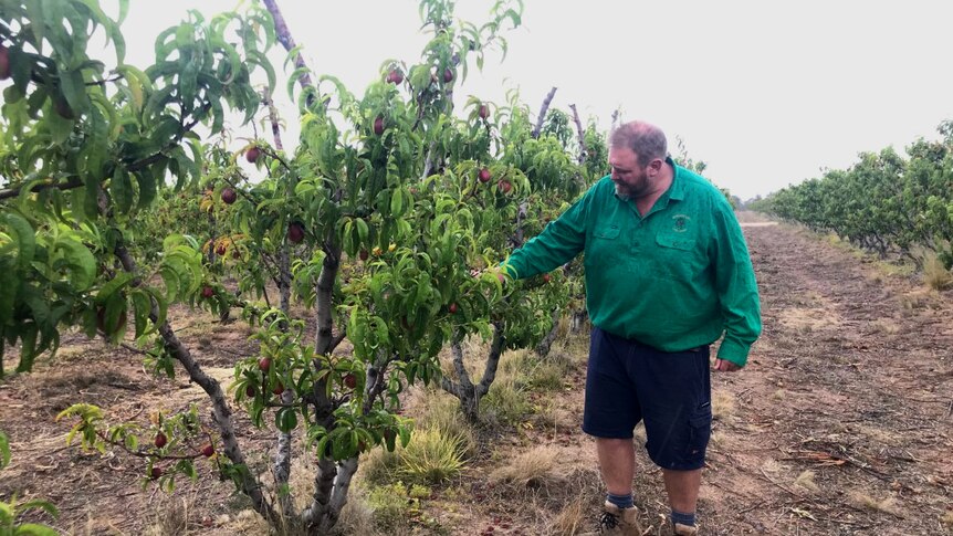 Angus Ferrier stands beside his stone fruit trees.