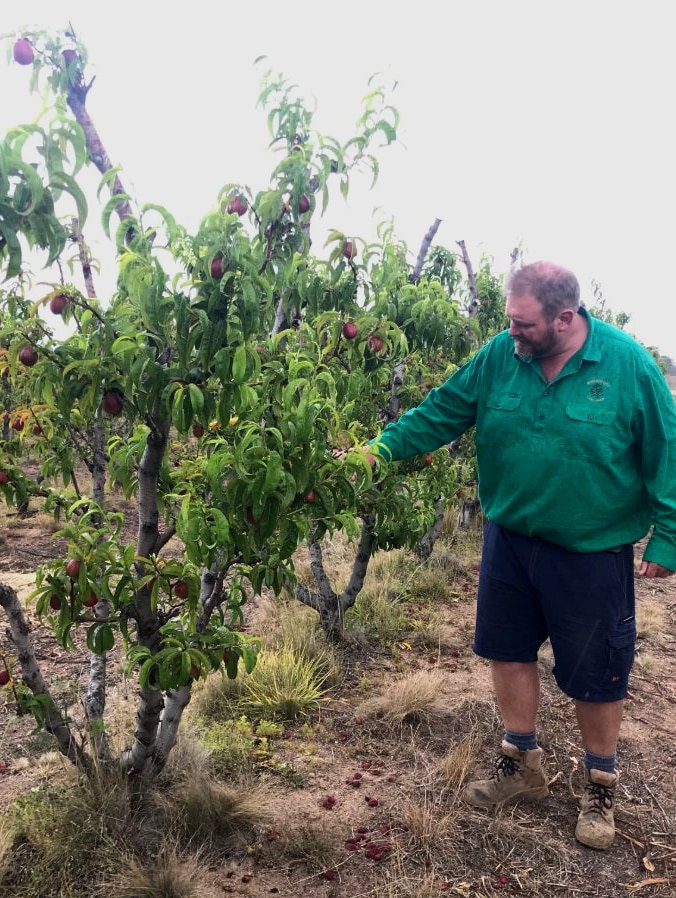 Angus Ferrier stands beside his stone fruit trees.