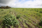 Herbicide resistant wild radish