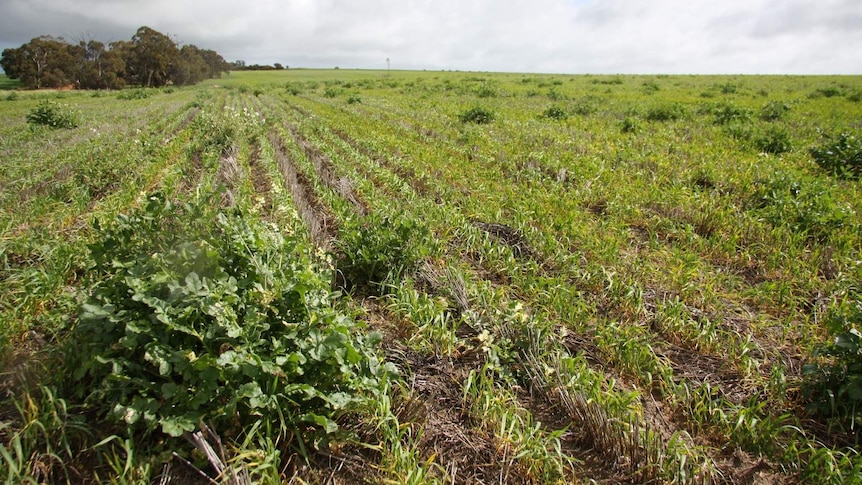 Herbicide resistant wild radish