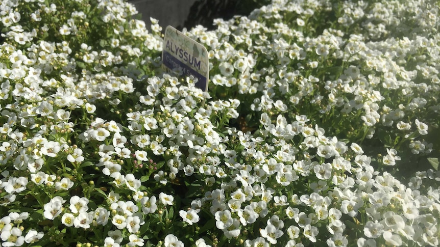 Photo of white Alyssum flowers in pots.