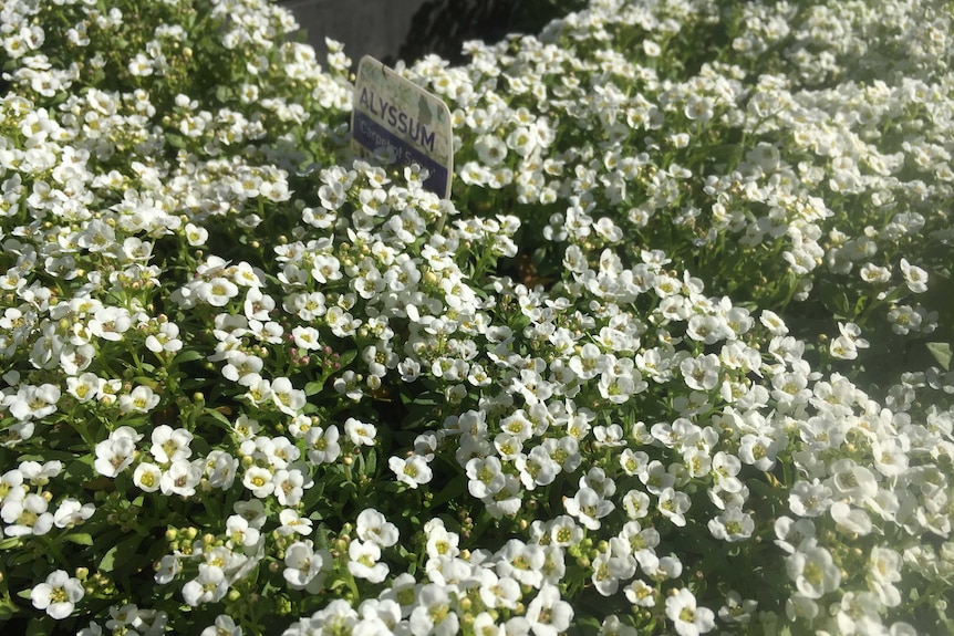 Photo of white Alyssum flowers in pots.