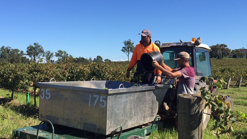 A man empties grapes from a bucket into a trailer while another man looks on.