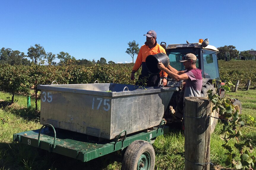 A man empties grapes from a bucket into a trailer while another man looks on.