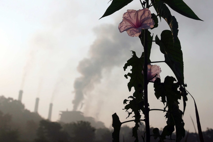 Flower grows in foreground with smoke rising from power plant in background.