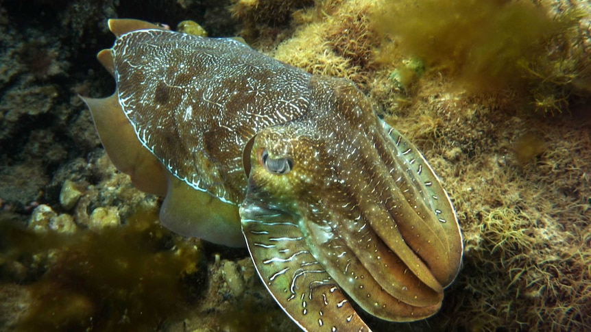 Giant Australian cuttlefish near Port Bonython