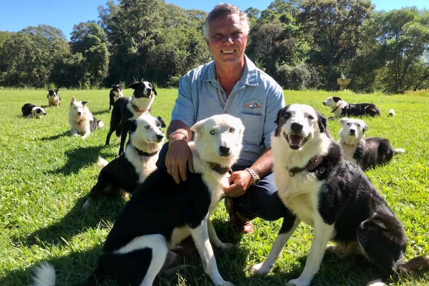 A man crouches surrounded by ten border collies.