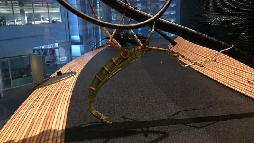 Penelope the Goliath stick insect in the 720 ABC Perth studio.