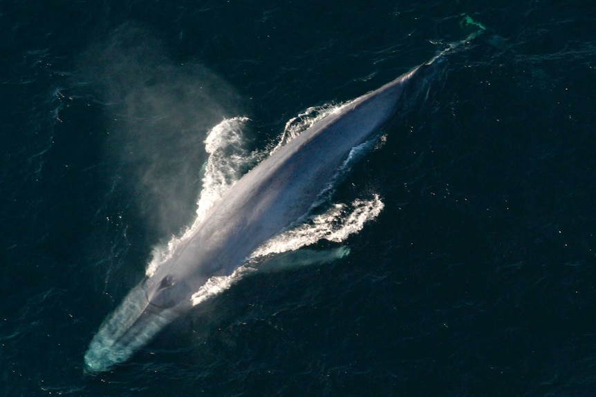 A blue whale breaches the ocean surface.