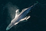 A blue whale breaches the ocean surface.