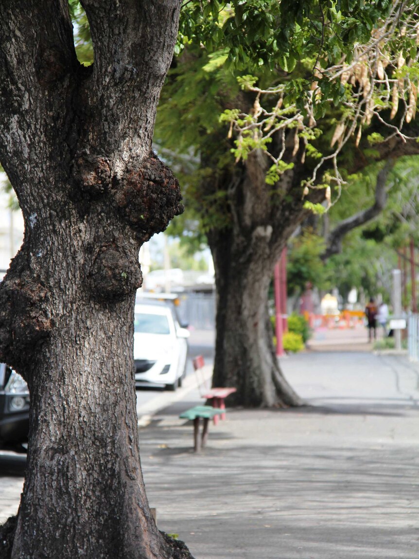 Native plum trees along Quay Street in Rockhampton.
