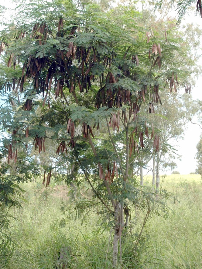 A tree with brown seed pods.