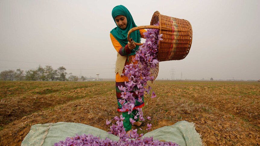 A Kashmiri woman wearing orange and a green headscarf collects purple saffron flowers