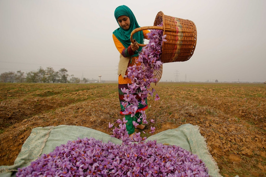 A Kashmiri woman wearing orange and a green headscarf collects purple saffron flowers