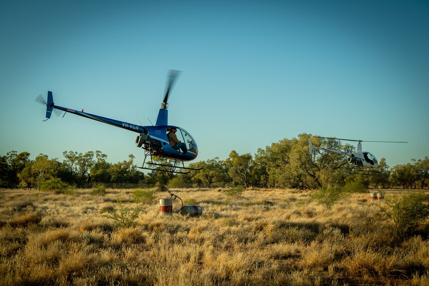 Two helicopters launch from a grassy paddock at the crack of dawn.