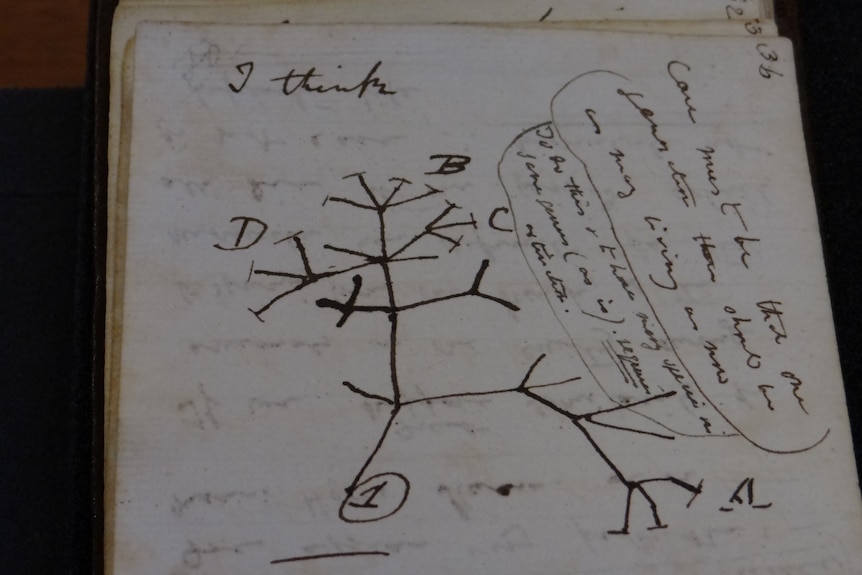 Un dessin d'une branche à l'encre noire sur un morceau de papier blanc entouré d'une écriture manuscrite.