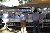 people standing at a bull sale