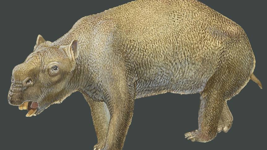 Des squelettes préhistoriques du Diprotodon géant « wombat » australien découverts dans le Pilbara