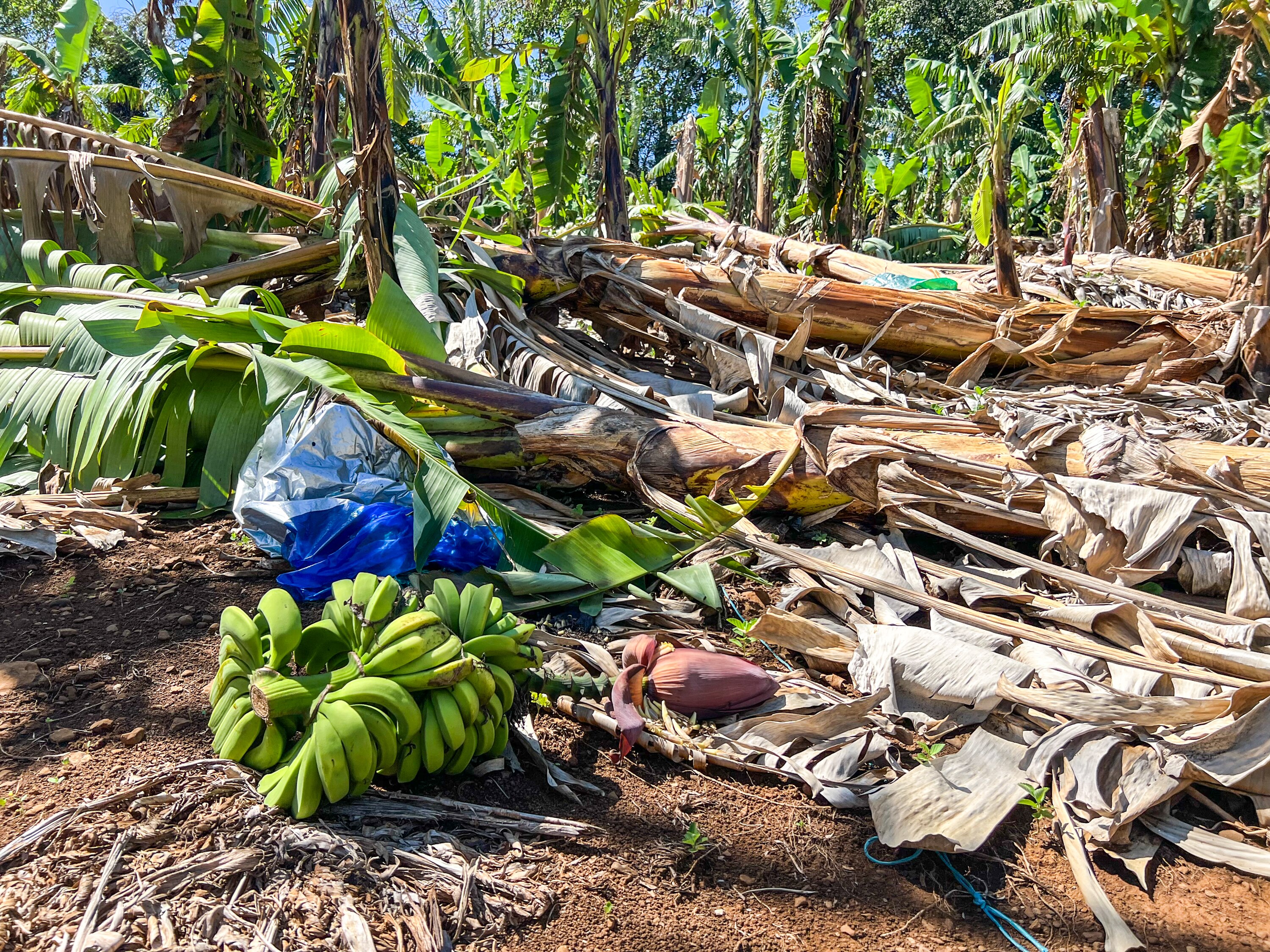 Bunches of bananas on ground along with damaged banana plants.